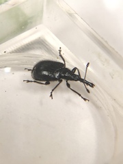 Haplorhynchites aeneus