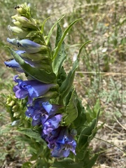 Penstemon glaber brandegeei