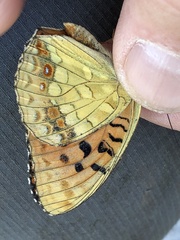 Argynnis adippe