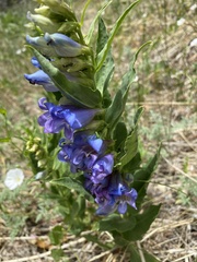 Penstemon glaber brandegeei