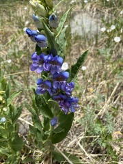 Penstemon glaber brandegeei