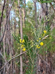 Acacia ruppii