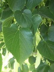Tilia