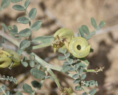 Astragalus speirocarpus