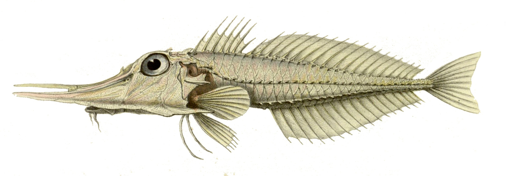 Spotted Armoured-Gurnard