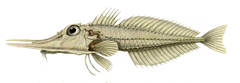 Spotted Armoured-Gurnard photo 1