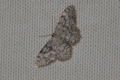 Idaea typicata