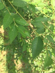 Ulmus