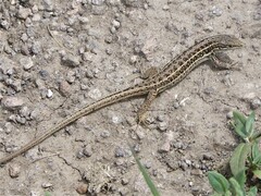 Dwarf Lizard photo 4