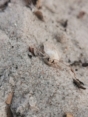 Charanyca trigrammica