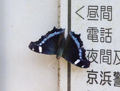 Kaniska canace nojaponicum