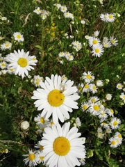 Misumena vatia