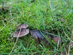 Lepiota haemorrhagica