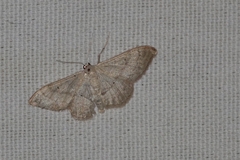 Idaea deversaria