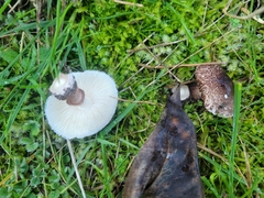 Lepiota haemorrhagica