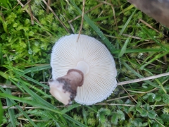 Lepiota haemorrhagica