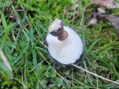 Lepiota haemorrhagica