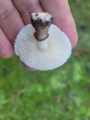Lepiota haemorrhagica