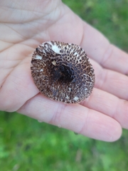Lepiota haemorrhagica