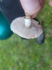 Lepiota haemorrhagica
