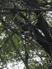 Cyanocorax cyanopogon