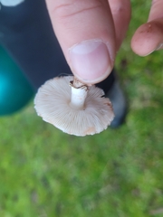 Lepiota haemorrhagica