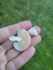 Lepiota haemorrhagica