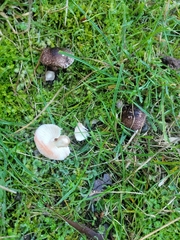 Lepiota haemorrhagica