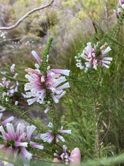 Erica perspicua