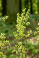 Dactylis glomerata lobata