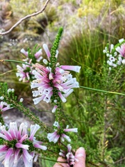 Erica perspicua
