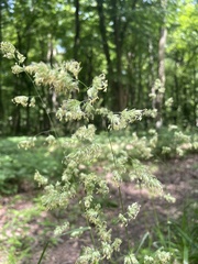 Dactylis glomerata lobata
