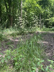 Dactylis glomerata lobata