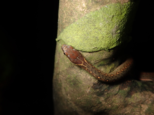 Hebius sauteri