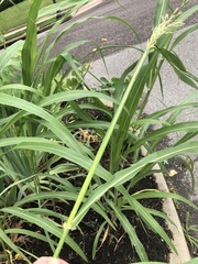 Sorghinae