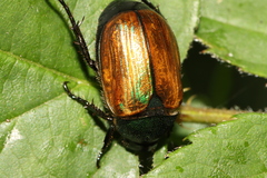 Anomala dubia