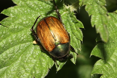 Anomala dubia