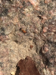 Trichomyrmex destructor