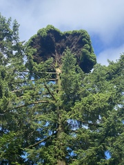 Arceuthobium douglasii