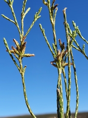 Dicerothamnus adpressus