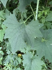 Arnoglossum reniforme