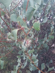 Hakea petiolaris