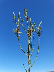 Dicerothamnus adpressus