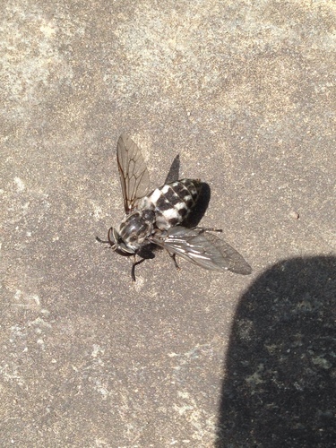 Tabanus marginalis photo 3
