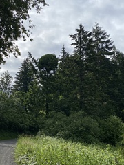 Arceuthobium douglasii