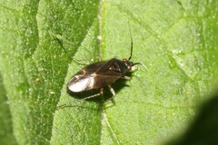 Plagiognathus arbustorum