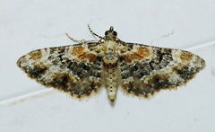 Eupithecia pulchellata