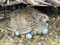 Coturnix japonica
