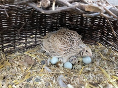 Coturnix japonica