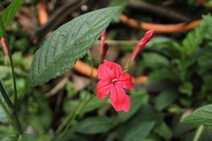 Ruellia elegans
